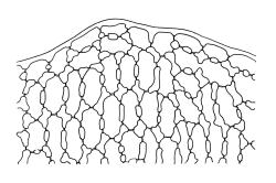 Pleurophascum ovalifolium, leaf apex. Drawn from isotype of Pleurophascum grandiglobum var. decurrens, J.H. Ardley s.n., Dec. 1949, CHR 513138.
 Image: R.C. Wagstaff © Landcare Research 2015 